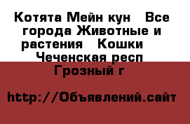 Котята Мейн кун - Все города Животные и растения » Кошки   . Чеченская респ.,Грозный г.